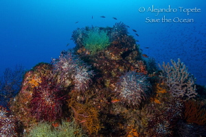 Reef Colors Sea of Cortes, La Paz Mexico by Alejandro Topete 